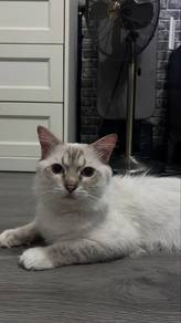 Ragdoll
