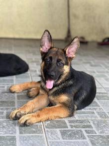 German shepherd puppy 