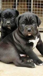 G9999 Cane Corso Black haired #MKA registered