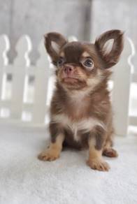 CHIHUAHUA PUPPIES 322🌷Head Apple Cute Dog