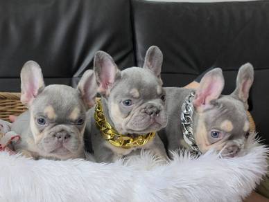 FRENCH BULLDOG PUPPIES FB279🌻Cute Male~Female