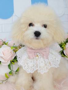 Maltipoo