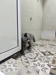 Bsh