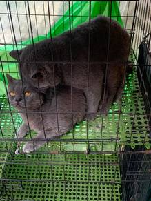 bsh male