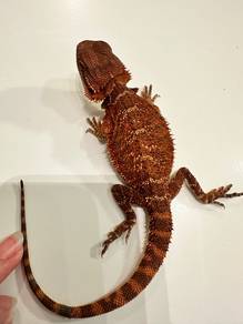 bearded dragon