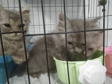 Rehome baby cat
