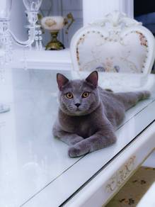 Kucing British Short Hair BSH 