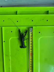 Lobster Air Tawar