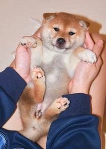 i13 Adorable Shiba Dog