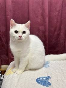 BSH Mix Kitten