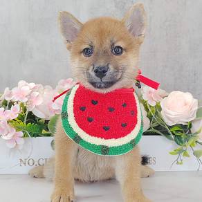 Shiba