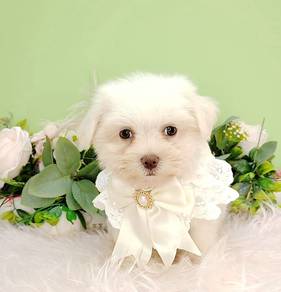 Maltipoo