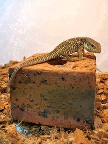 Savannah Monitor