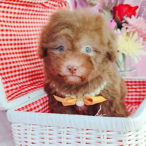 Poodle