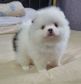 POMERANIAN PUPPIES A180 🌻 Sort of shine Girl