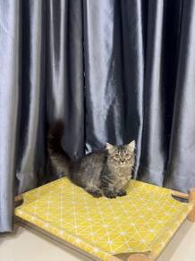 Super short minuet kitten