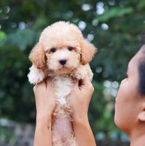 maltipoo 