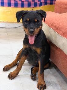 Rottweiler