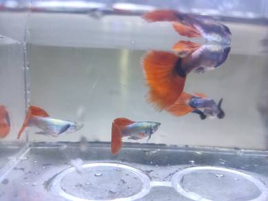 Platinum Dumbo Red Tail Guppy 