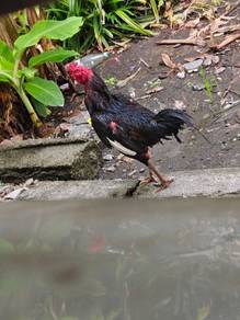 pembaka ayam sabung 