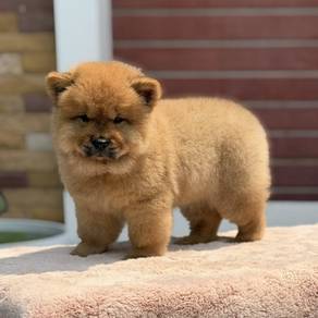 FLUFFY CHOW CHOW PUPPIES C318 🌻 Female Available