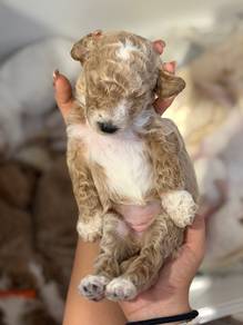 Giant Poodle female Puppy No.8