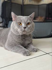 BSH Mating service