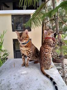 Pure Bengal Pair 