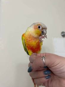 green cheek pineapple