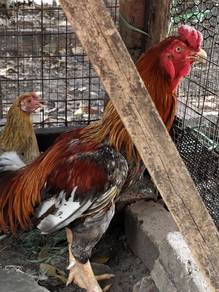 Ayam jantan