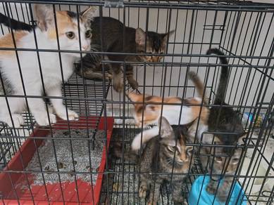 3 tabby and 2 calico kittens free