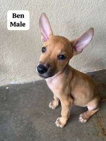 Free up for adoption - Puchong