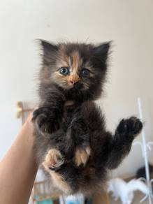 kitten