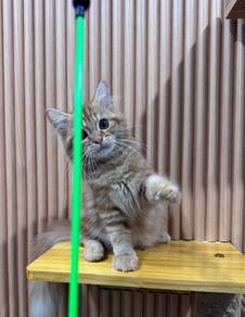 kitten