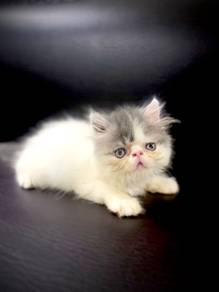 Anak Kucing Parsi Flatface
