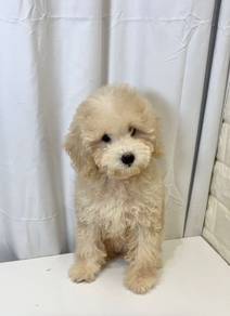 v32 Adorable Poodle Dog