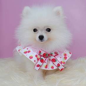 Pomeranian