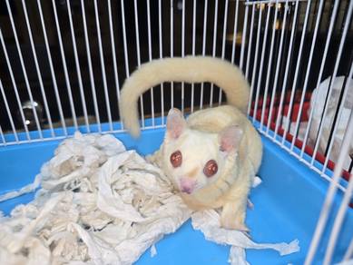 Sugar Glider Fat Albino 1pair