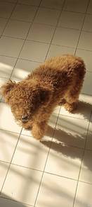 Poddle puppy 