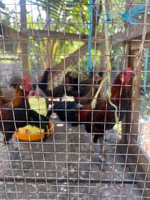 baka ayam hutan