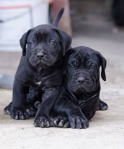 Q1000 Cane Corso puppies dogs #MKA