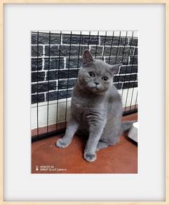 female Bsh for sale 