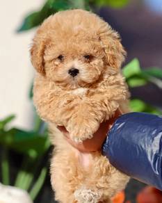 poodle b