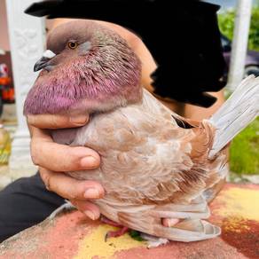 Merpati Besar ( Giant Run )