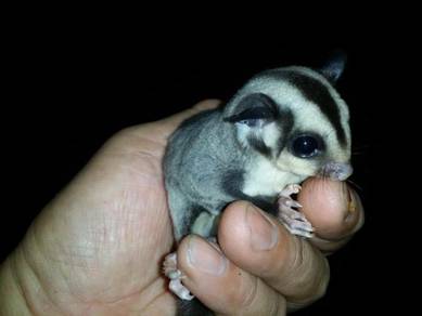 Sugar Glider Manja dan Jinak