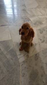 Cocker Spaniel