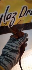 Bearded Dragon 