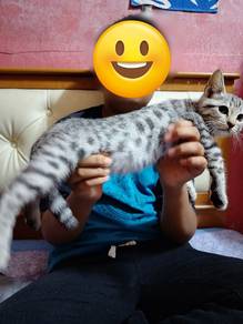 bengal mix kitten