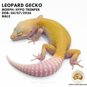 Leopard Gecko Hypo Tremper Cicak For Beginner JB