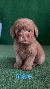 poodle